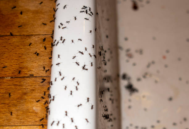 Best Exterminator Services  in Gahanna, OH